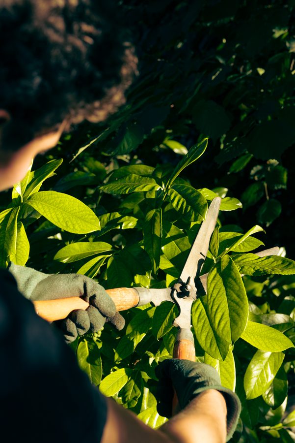 Heckenschnitt Detail